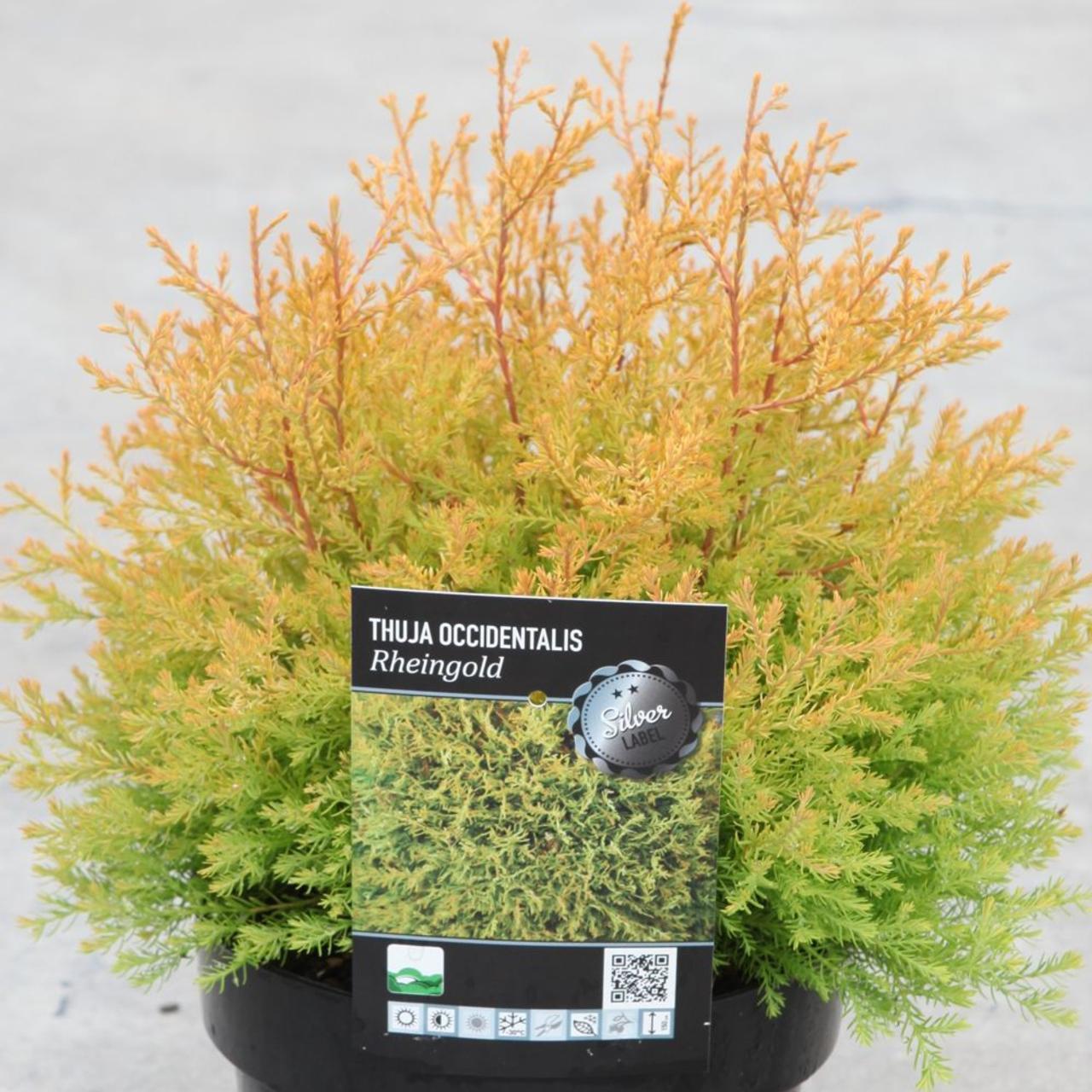 Thuja Occidentalis 'rheingold' - View 11 from www redcrocus com