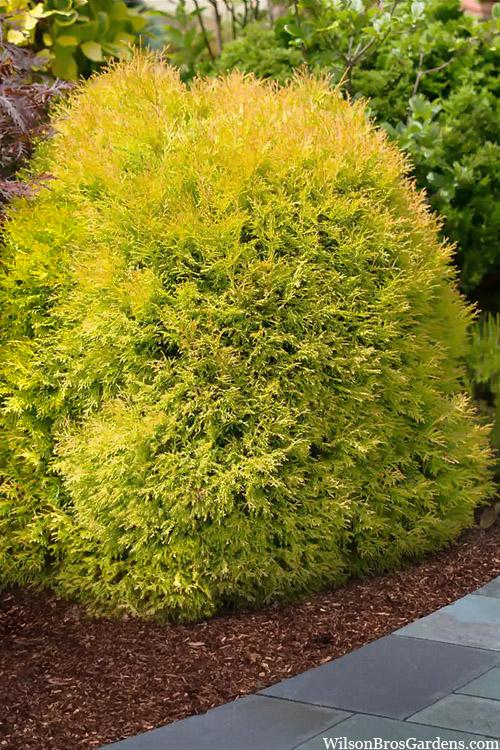 Thuja Occidentalis 'rheingold' - View 13 from www redcrocus com