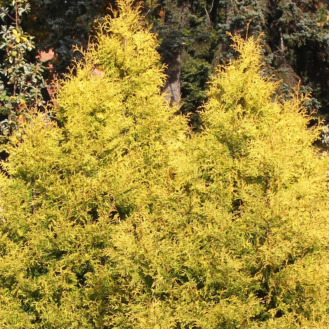 Thuja Occidentalis 'rheingold' - View 14 from www redcrocus com