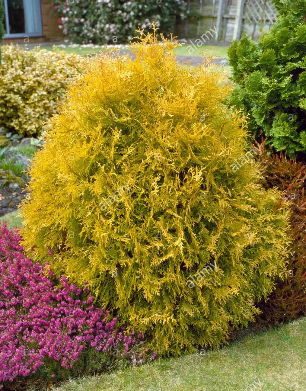 Thuja Occidentalis 'rheingold' - View 15 from www redcrocus com
