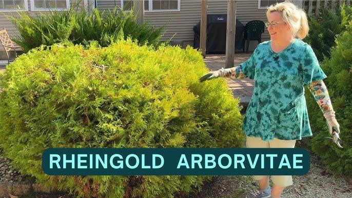 Thuja Occidentalis 'rheingold' - View 16 from www redcrocus com