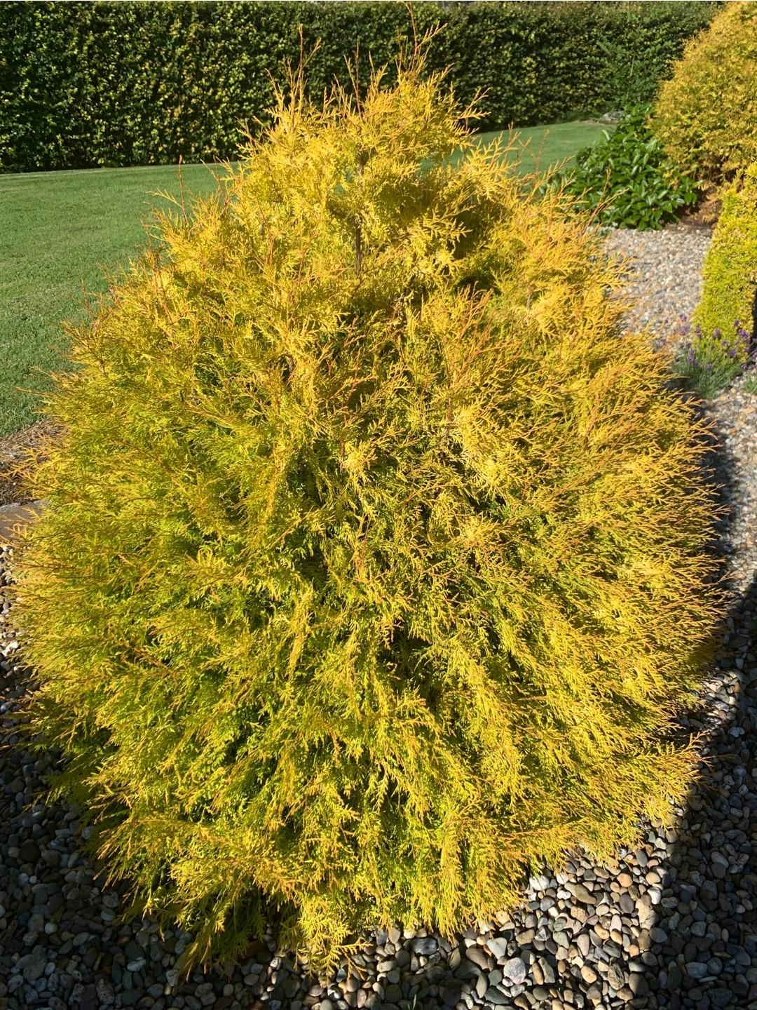 Thuja Occidentalis 'rheingold' - View 18 from www redcrocus com