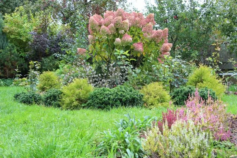 Thuja Occidentalis 'rheingold' - View 19 from www redcrocus com