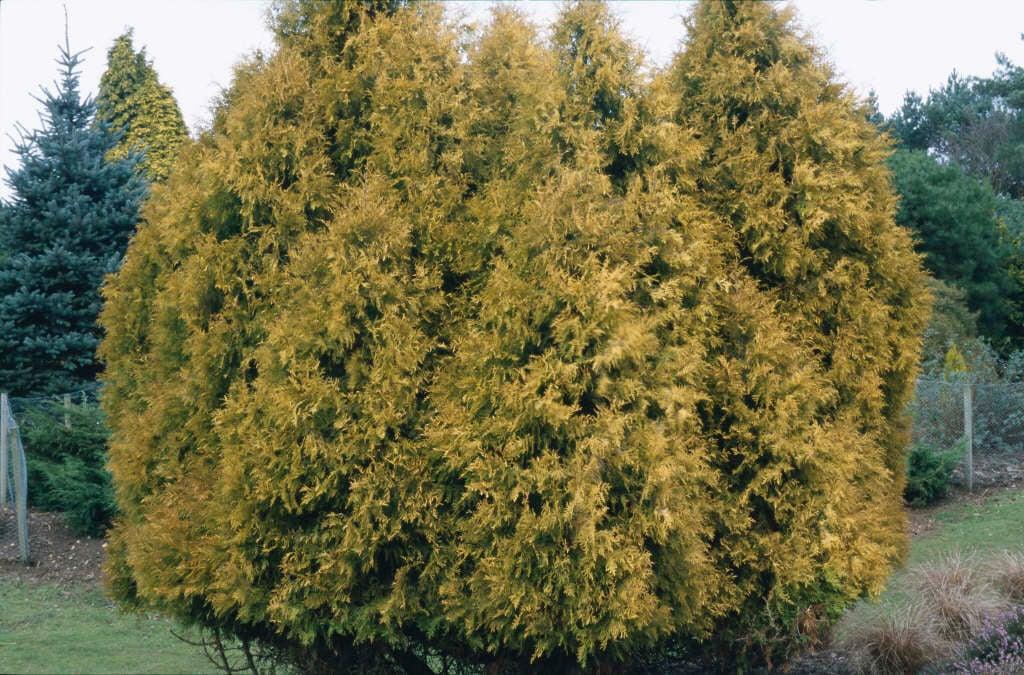 Thuja Occidentalis 'rheingold' - View 1 from www redcrocus com
