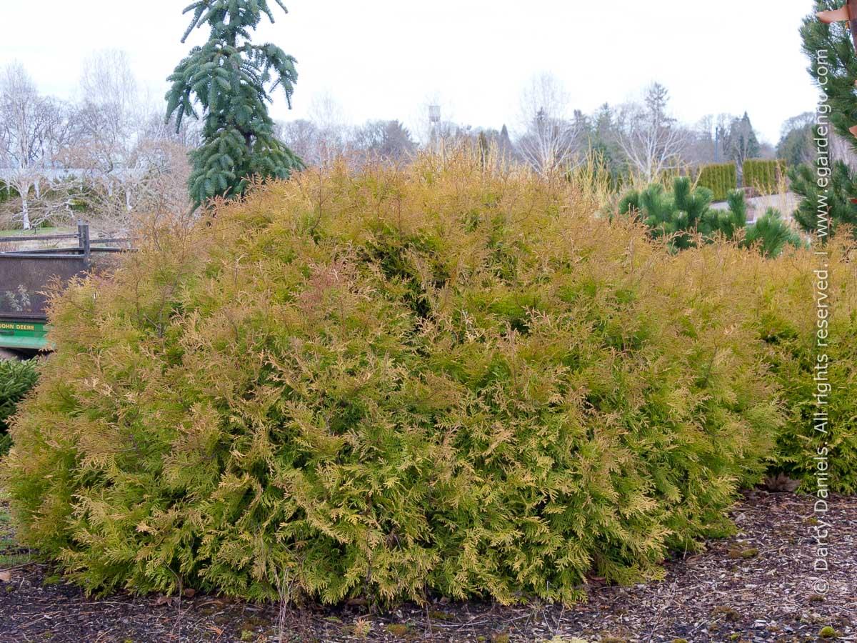Thuja Occidentalis 'rheingold' - View 20 from www redcrocus com