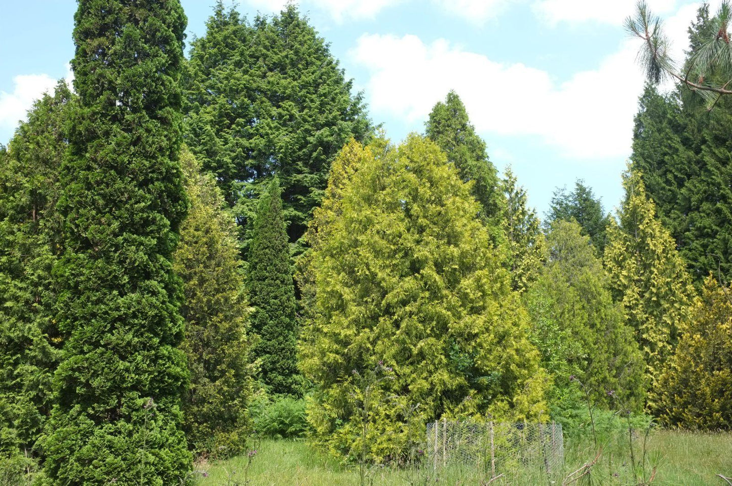 Thuja Occidentalis 'rheingold' - View 21 from www redcrocus com