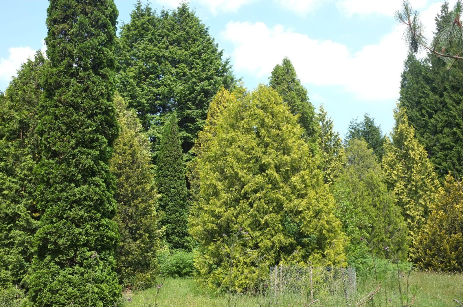 Thuja Occidentalis 'rheingold' - View 21 from www redcrocus com