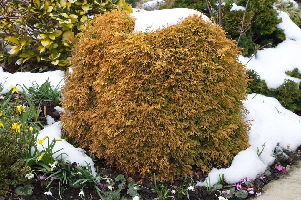 Thuja Occidentalis 'rheingold' - View 22 from www redcrocus com