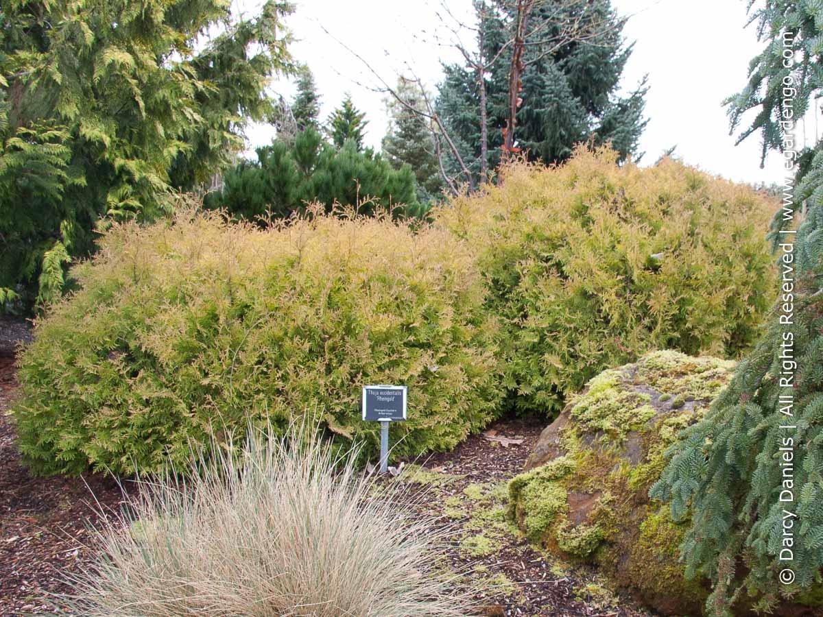 Thuja Occidentalis 'rheingold' - View 23 from www redcrocus com