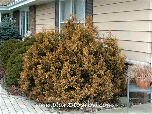 Thuja Occidentalis 'rheingold' - View 24 from www redcrocus com
