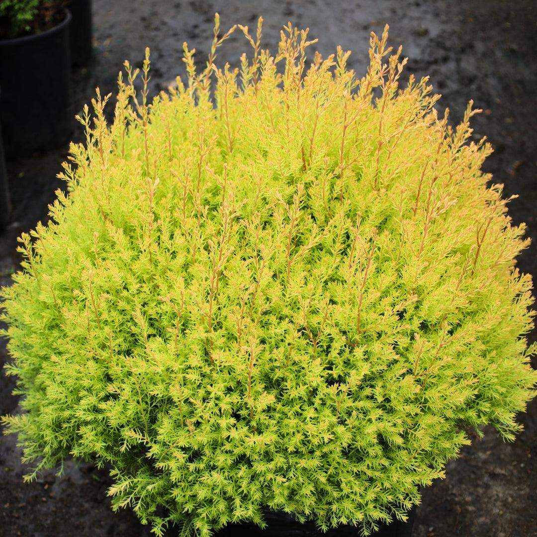 Thuja Occidentalis 'rheingold' - View 25 from www redcrocus com