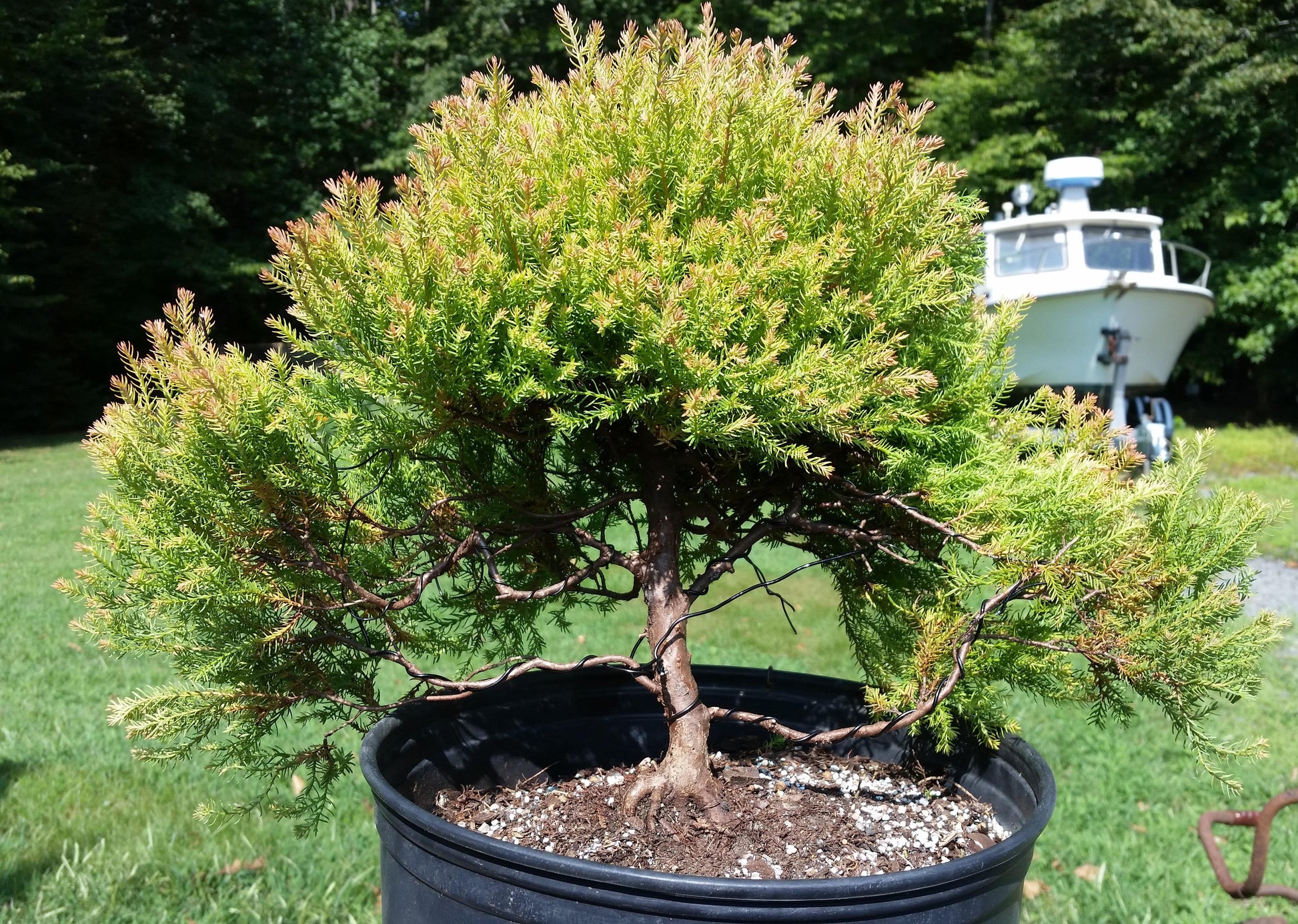 Thuja Occidentalis 'rheingold' - View 26 from www redcrocus com