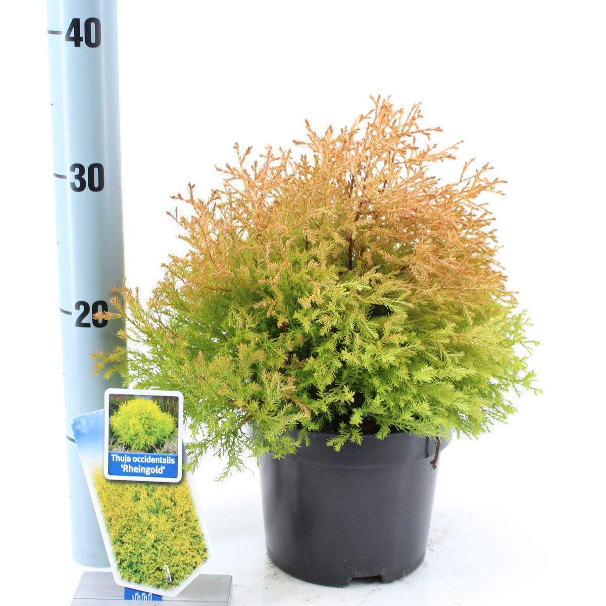 Thuja Occidentalis 'rheingold' - View 27 from www redcrocus com