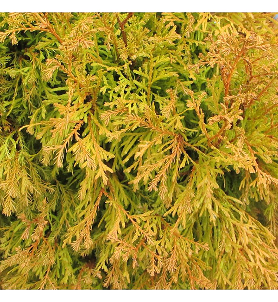 Thuja Occidentalis 'rheingold' - View 28 from www redcrocus com