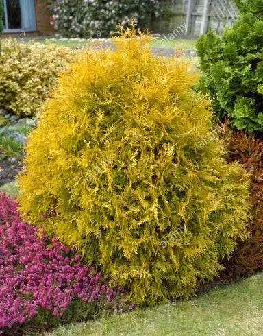 Thuja Occidentalis 'rheingold' - View 29 from www redcrocus com