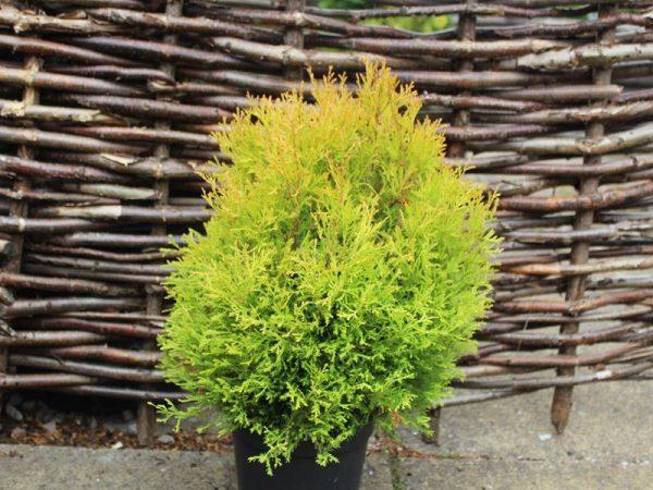 Thuja Occidentalis 'rheingold' - View 30 from www redcrocus com