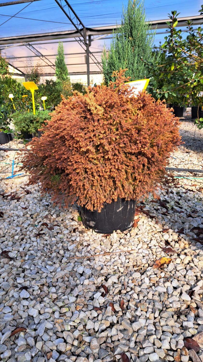 Thuja Occidentalis 'rheingold' - View 31 from www redcrocus com