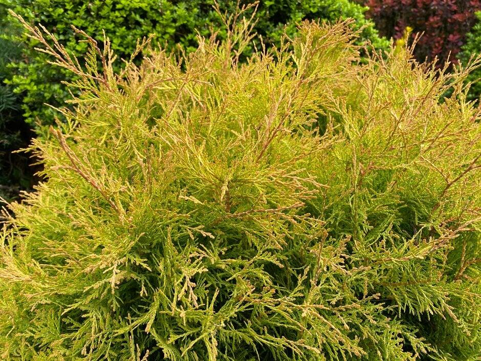 Thuja Occidentalis 'rheingold' - View 32 from www redcrocus com