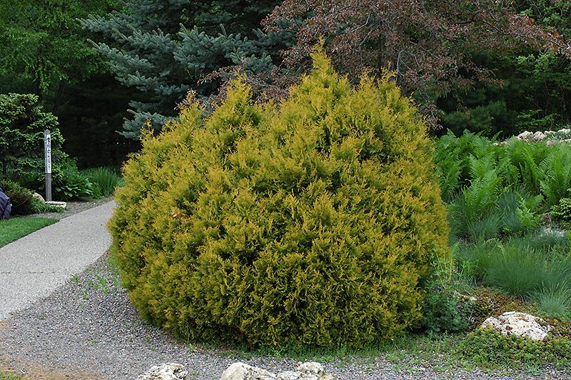 Thuja Occidentalis 'rheingold' - View 33 from www redcrocus com