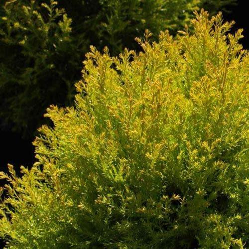 Thuja Occidentalis 'rheingold' - View 34 from www redcrocus com