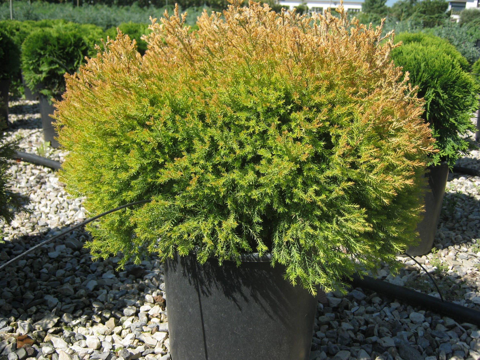 Thuja Occidentalis 'rheingold' - View 35 from www redcrocus com