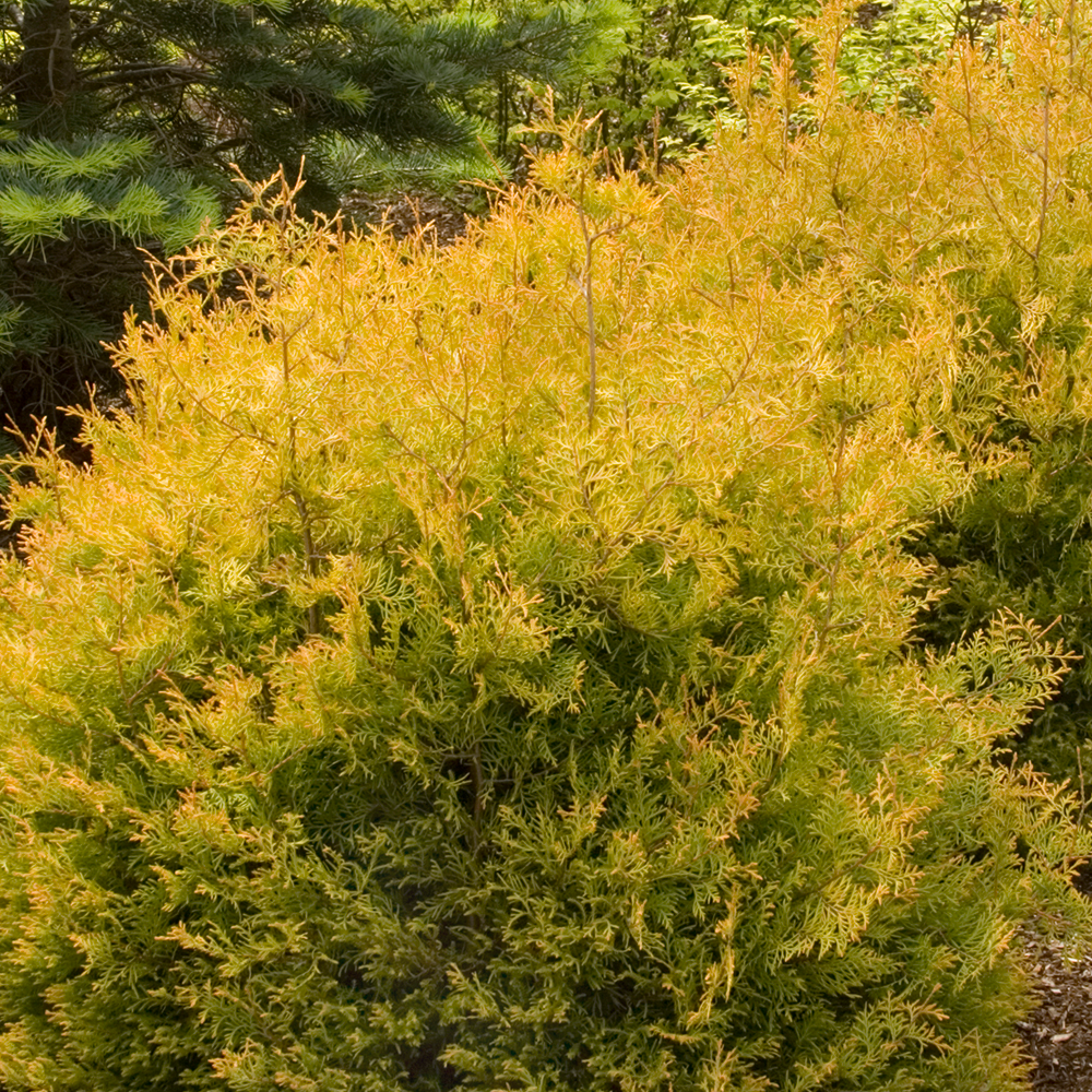 Thuja Occidentalis 'rheingold' - View 37 from www redcrocus com