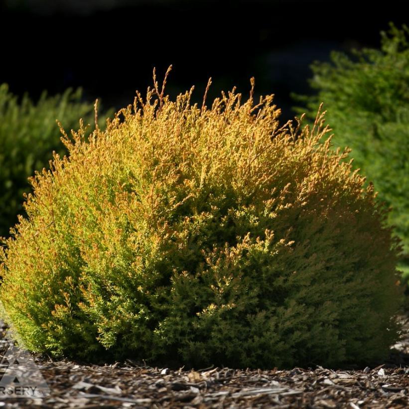 Thuja Occidentalis 'rheingold' - View 3 from www redcrocus com
