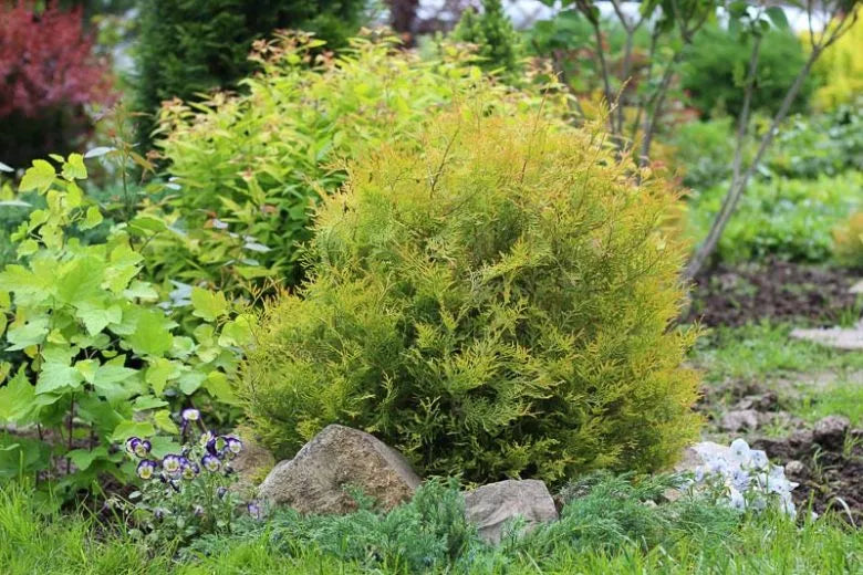 Thuja Occidentalis 'rheingold' - View 4 from www redcrocus com