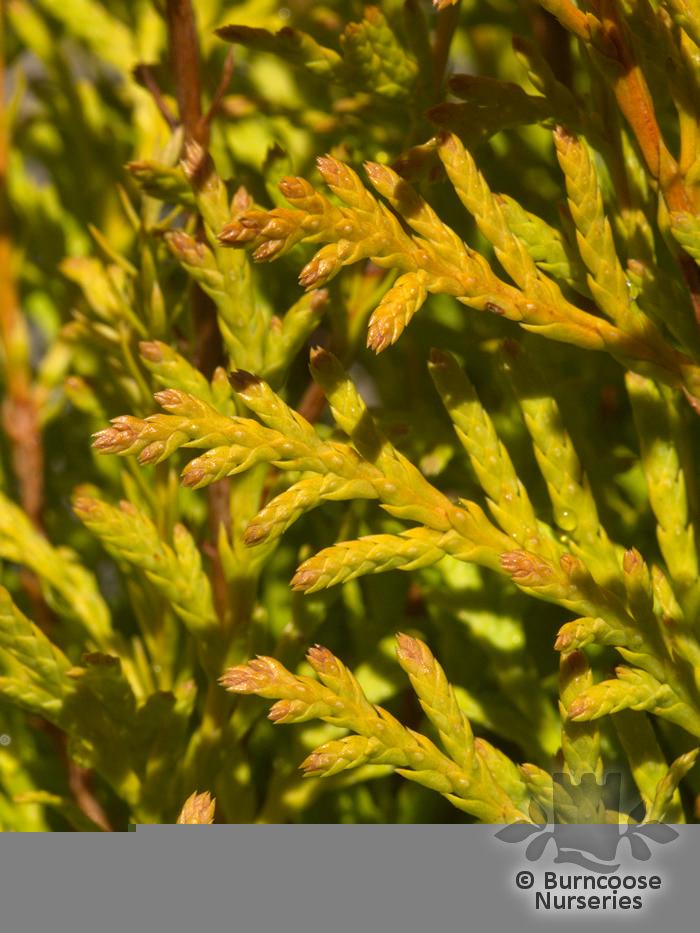 Thuja Occidentalis 'rheingold' - View 5 from www redcrocus com