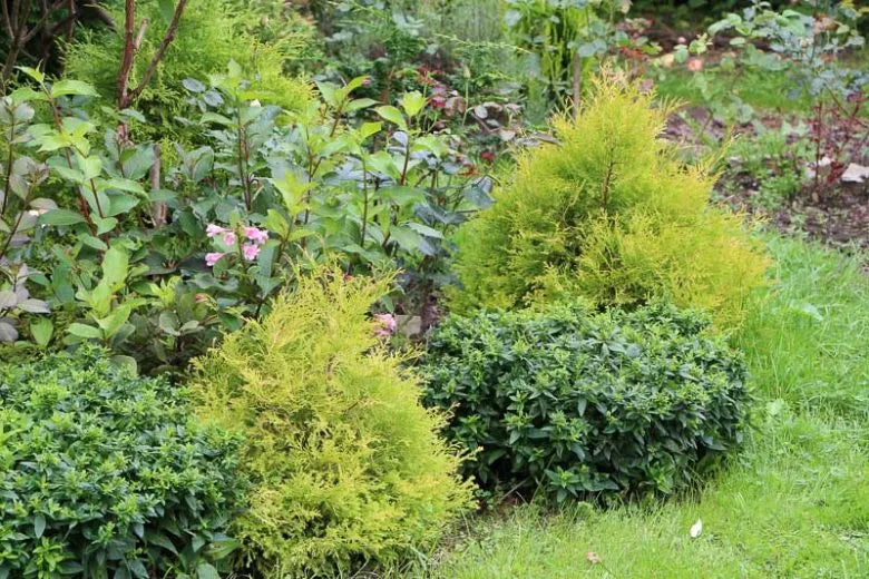 Thuja Occidentalis 'rheingold' - View 6 from www redcrocus com