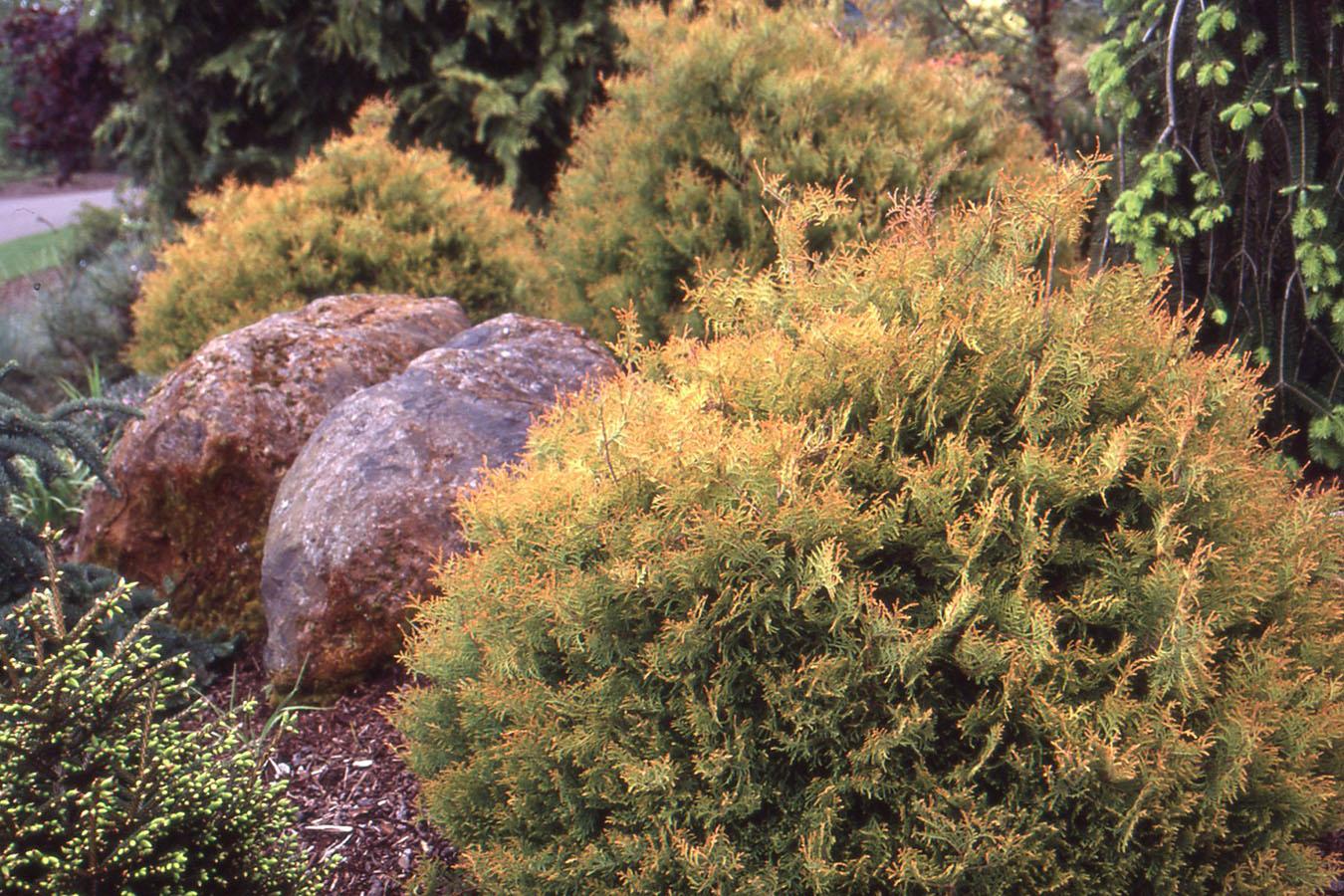 Thuja Occidentalis 'rheingold' - View 7 from www redcrocus com