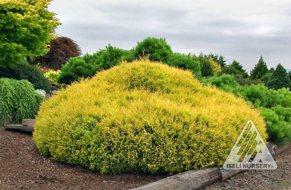 Thuja Occidentalis 'rheingold' - View 8 from www redcrocus com