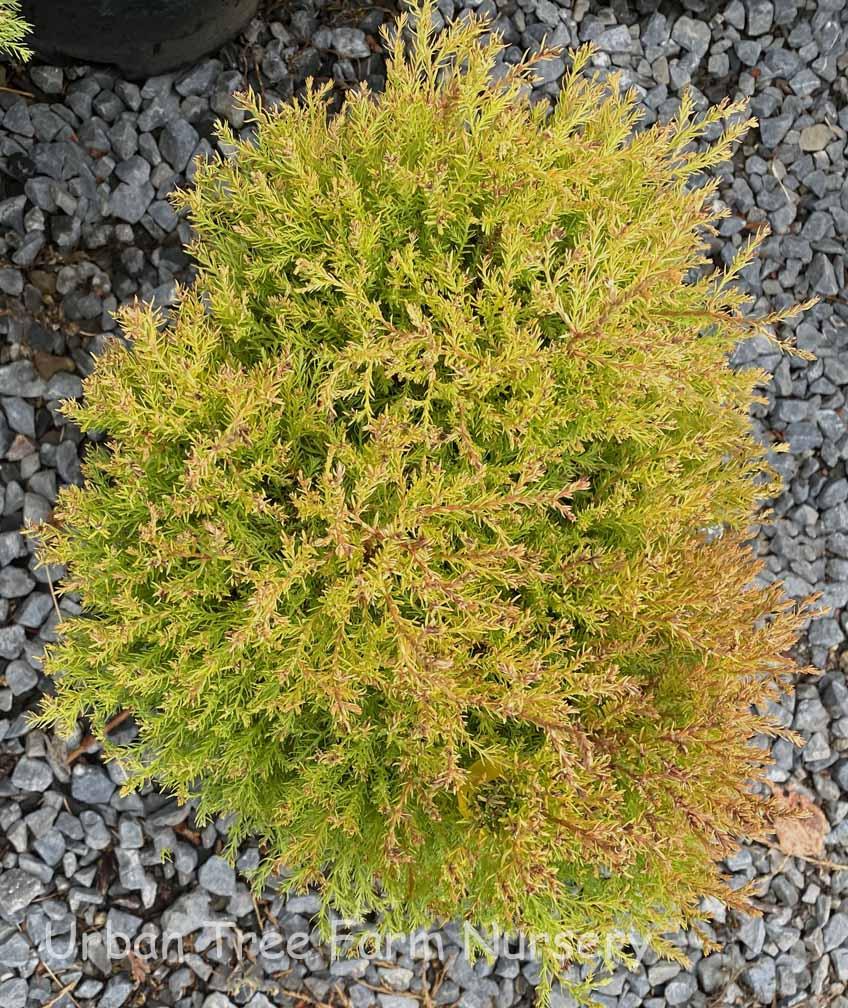 Thuja Occidentalis 'rheingold' - View 9 from www redcrocus com