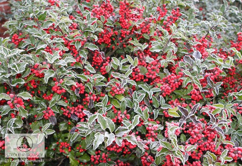 Ilex Meserveae 'blue Girl' Globe - View 13 from www redcrocus com