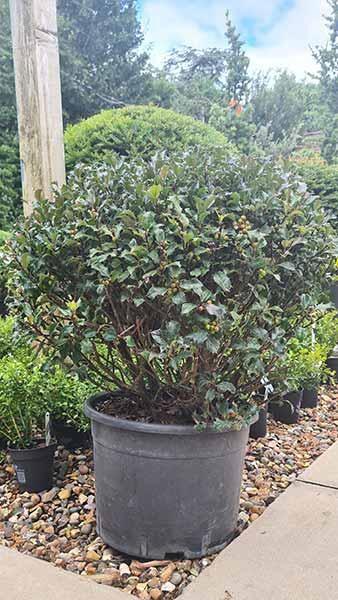 Ilex Meserveae 'blue Girl' Globe - View 19 from www redcrocus com
