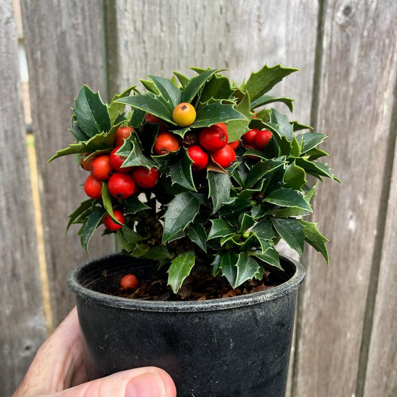 Ilex Meserveae 'blue Girl' Globe - View 20 from www redcrocus com