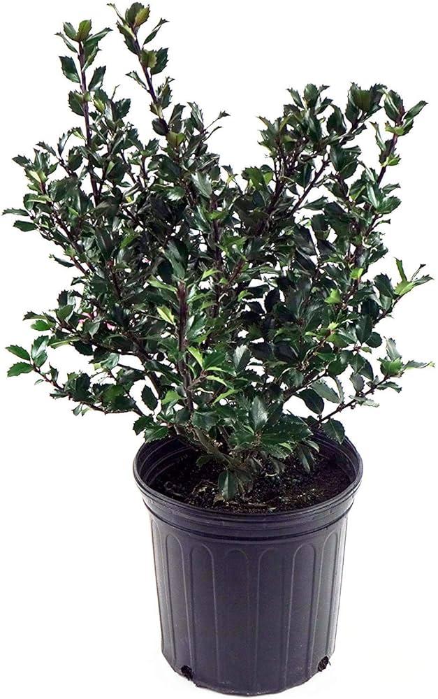 Ilex Meserveae 'blue Girl' Globe - View 22 from www redcrocus com