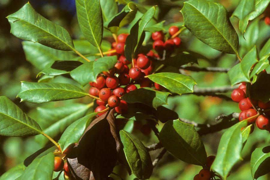 Ilex Meserveae 'blue Girl' Globe - View 23 from www redcrocus com