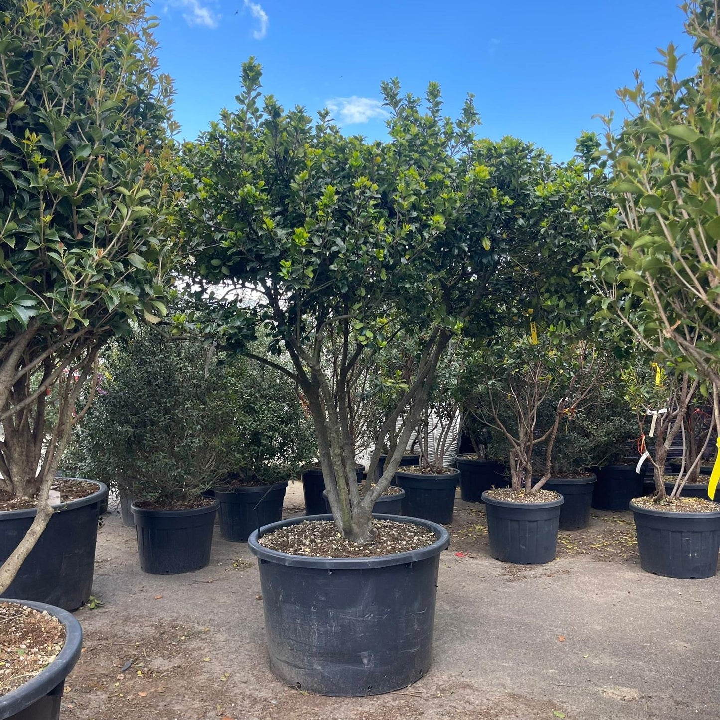 Ilex Meserveae 'blue Girl' Globe - View 24 from www redcrocus com