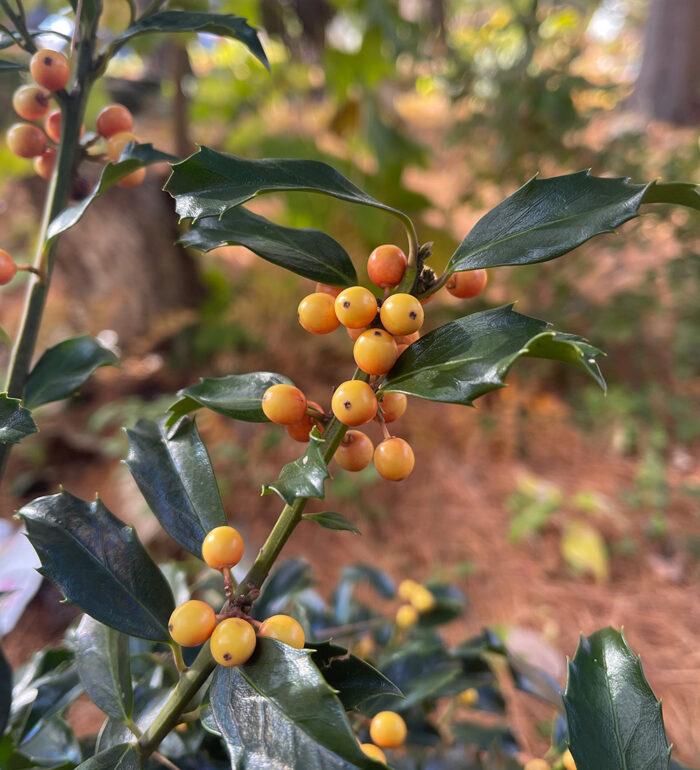 Ilex Meserveae 'blue Girl' Globe - View 26 from www redcrocus com