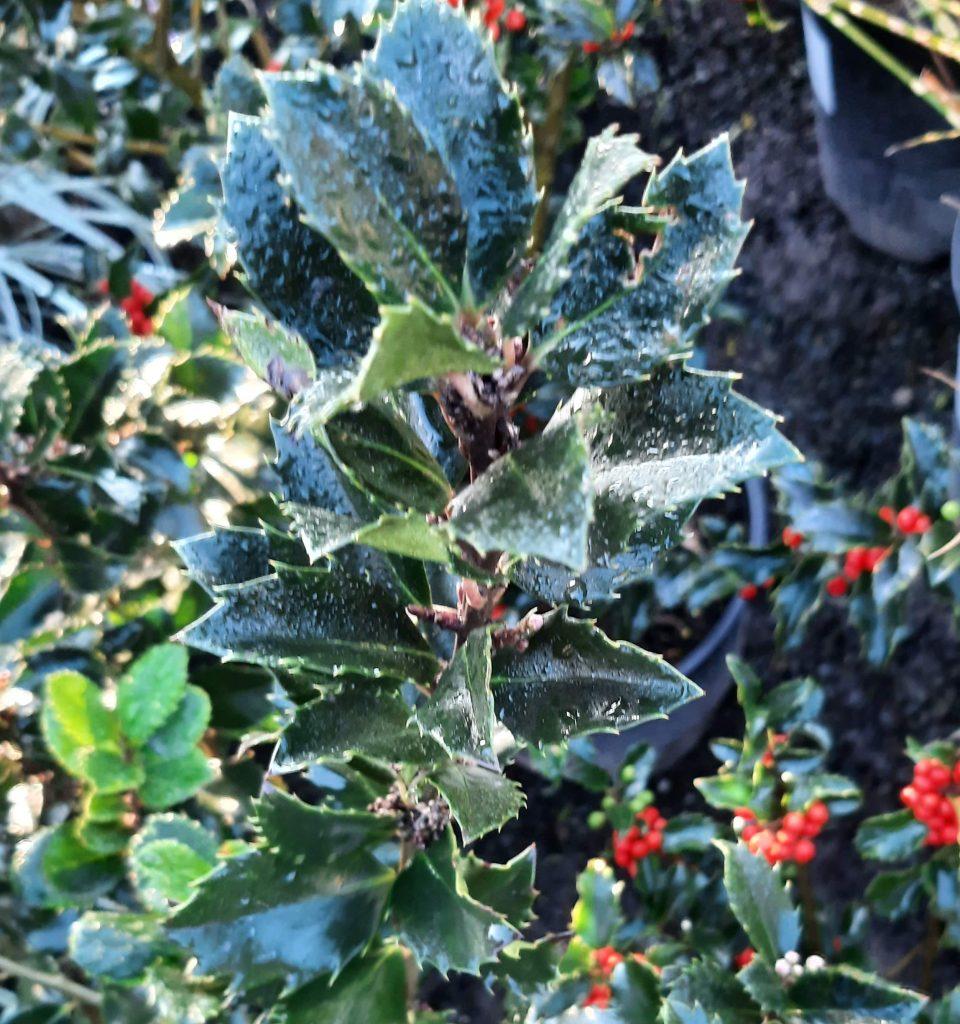 Ilex Meserveae 'blue Girl' Globe - View 27 from www redcrocus com