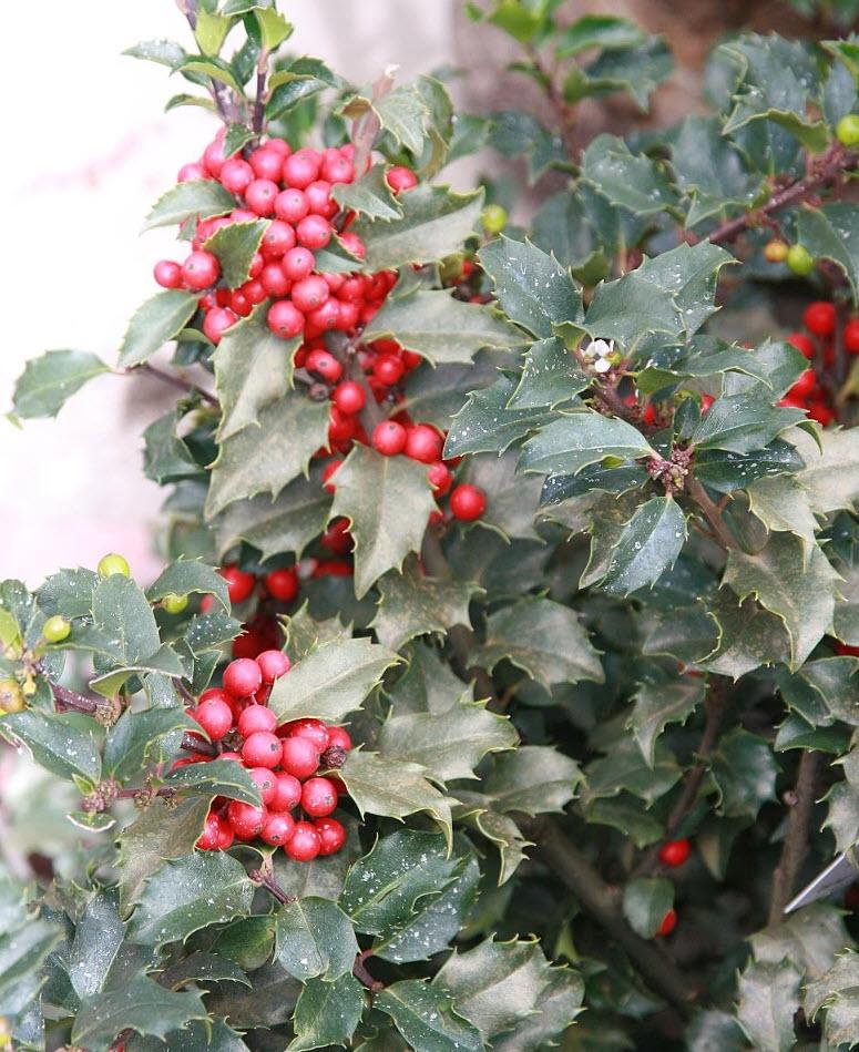Ilex Meserveae 'blue Girl' Globe - View 6 from www redcrocus com