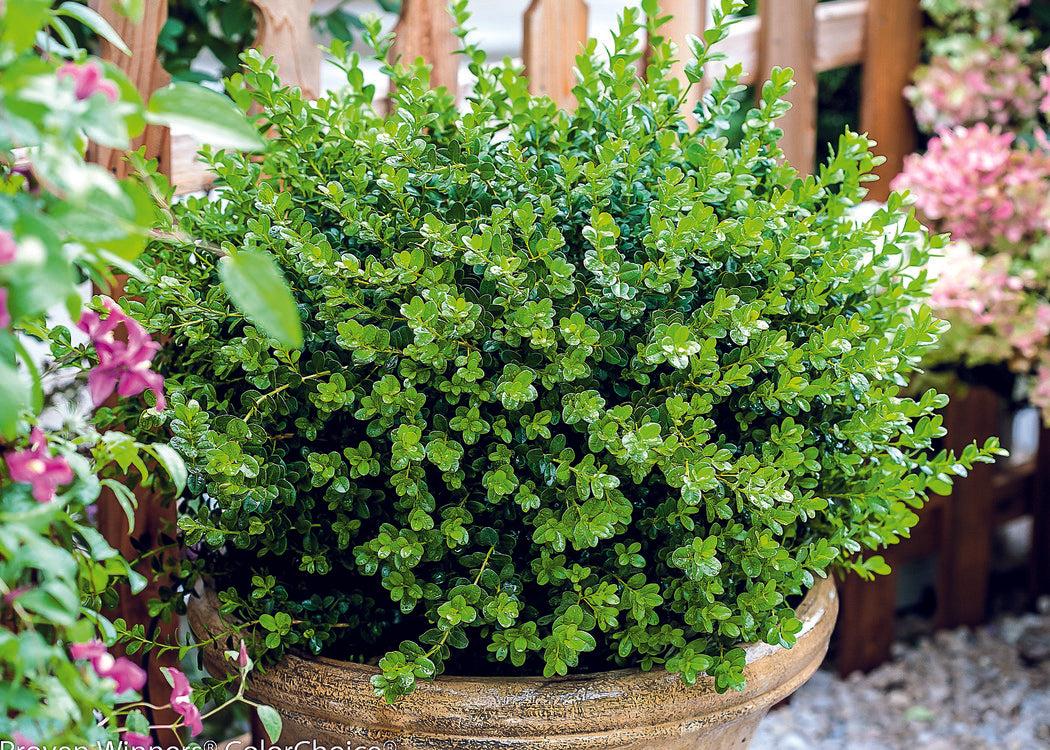 Buxus Microphylla 'sprinter' - View 17 from www redcrocus com
