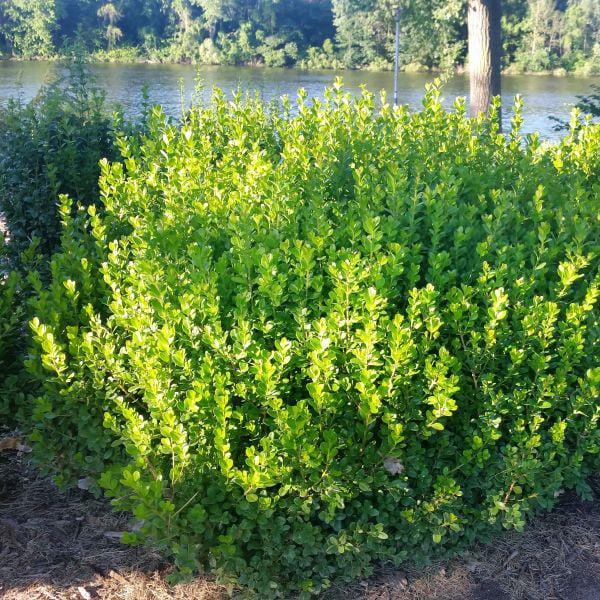 Buxus Microphylla 'sprinter' - View 18 from www redcrocus com