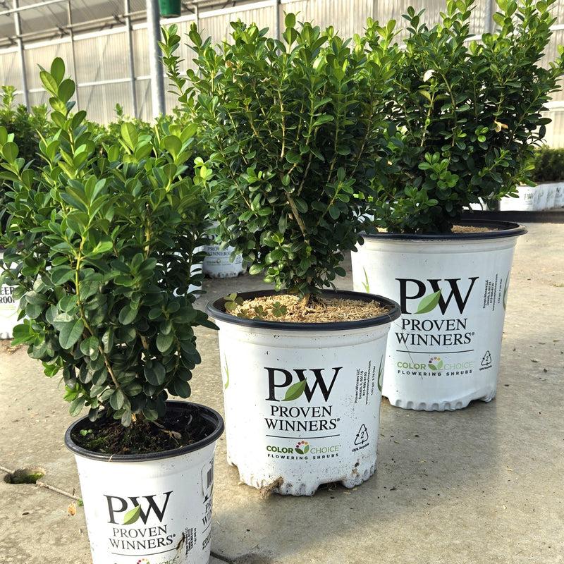 Buxus Microphylla 'sprinter' - View 27 from www redcrocus com