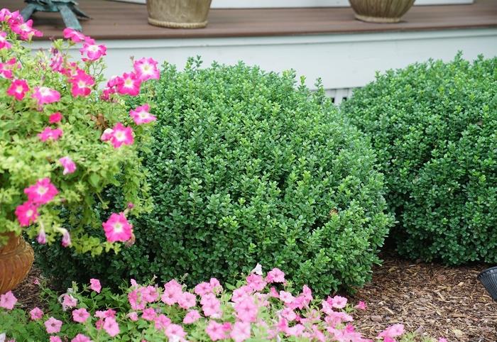Buxus Microphylla 'sprinter' - View 29 from www redcrocus com