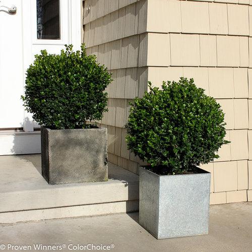 Buxus Microphylla 'sprinter' - View 30 from www redcrocus com