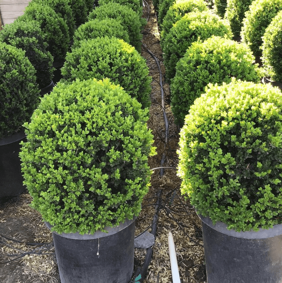 Buxus Microphylla 'green Beauty' - View 16 from www redcrocus com