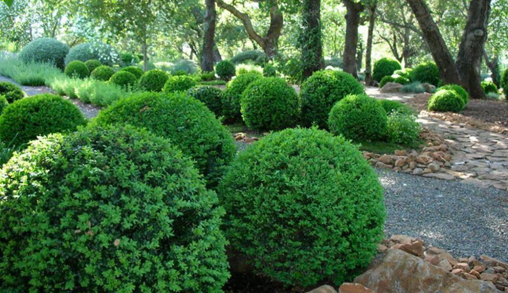 Buxus Microphylla 'green Beauty' - View 17 from www redcrocus com