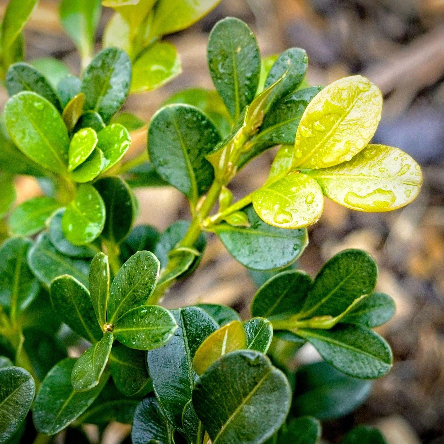 Buxus Microphylla 'green Beauty' - View 24 from www redcrocus com